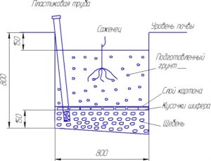 Посадка саджанців винограду
