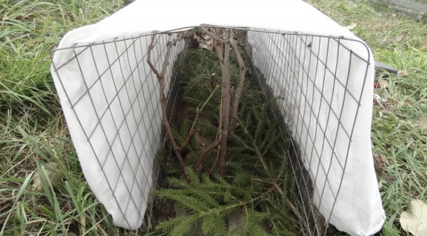 Укриття винограду на зиму