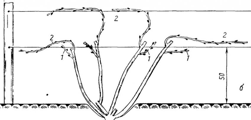 Обрізка винограду