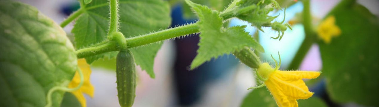 Чому зав'язь на огірках не росте або росте погано