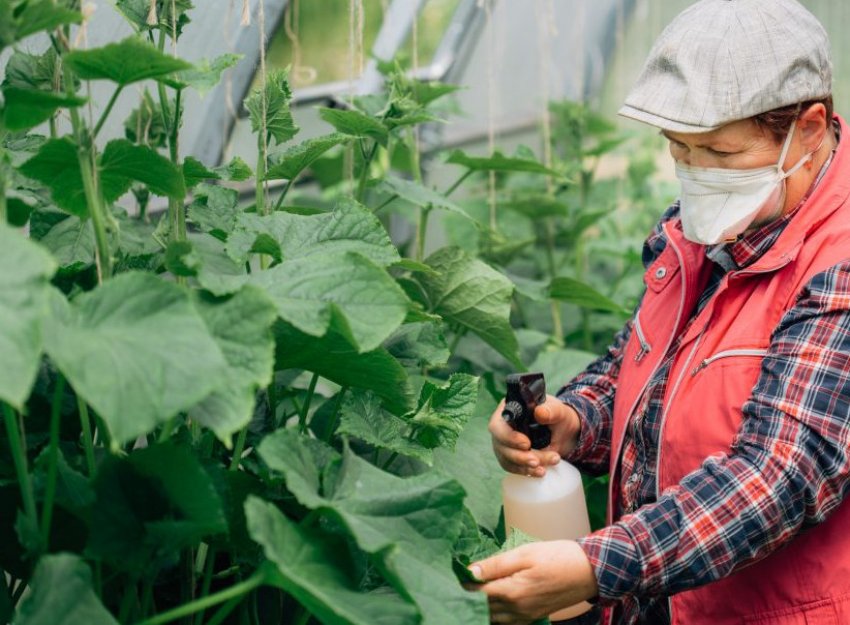 Позакореневе підживлення огірків