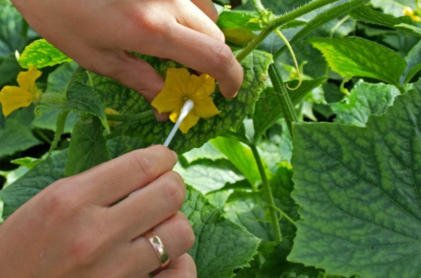 Штучне запилення огірків