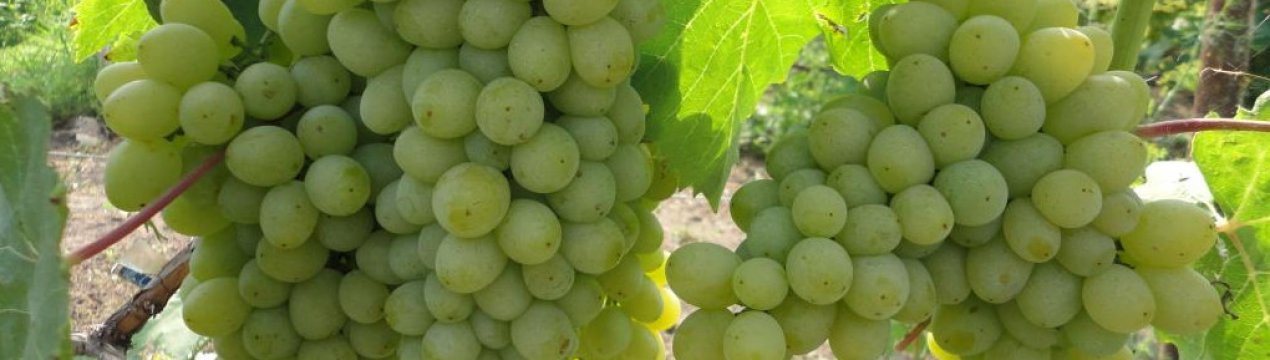 Сорт винограду Гарольд