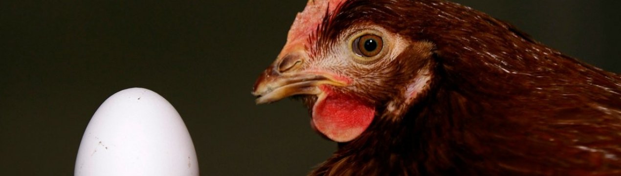 Скільки яєць несе курка в день і як часто це відбувається?