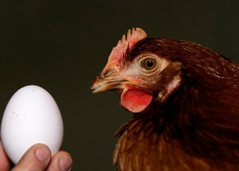 Скільки яєць несе курка в день і як часто це відбувається?