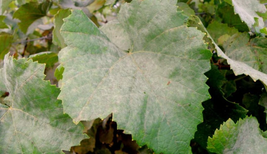 Борошниста роса