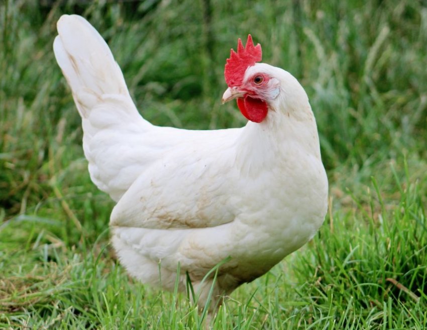 Несучка-леггорн Несучка-леггорн