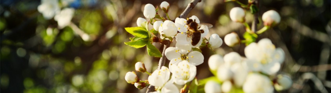 Скільки заробляють бджоли?