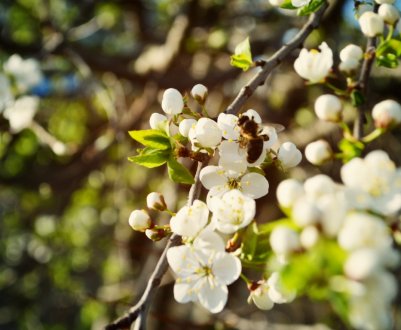 Скільки заробляють бджоли?