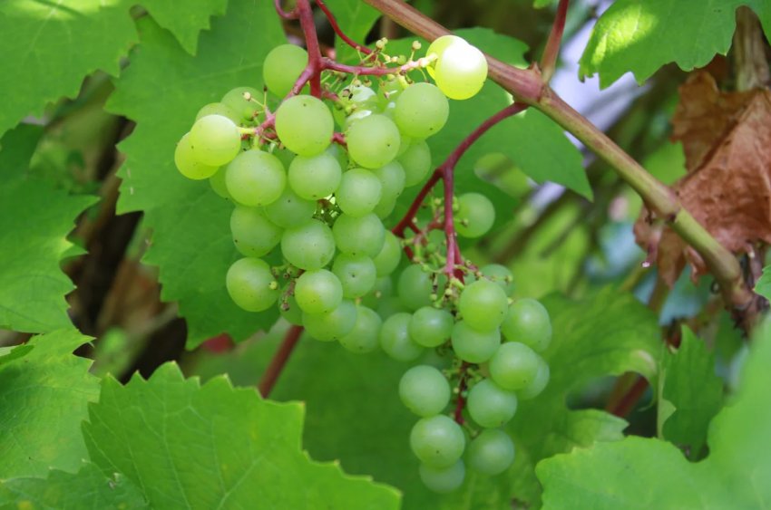 Вред и польза винограда зеленый thumbnail