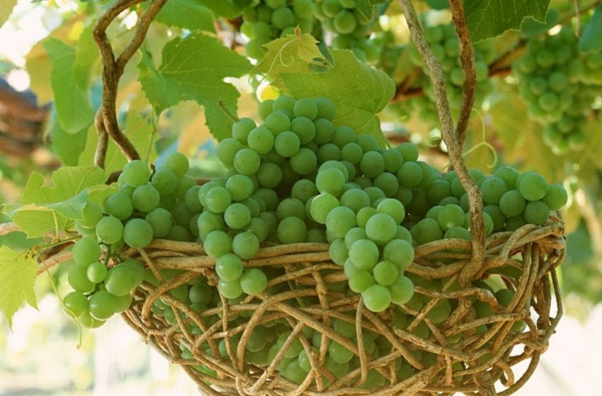 Зелёный виноград