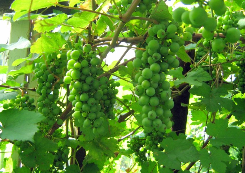 Польза зеленого винограда с косточками thumbnail