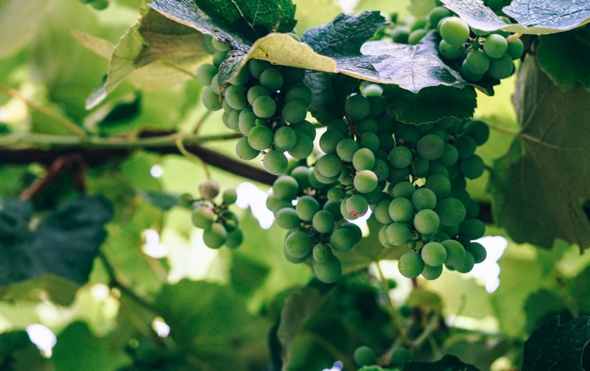 Польза и вред винограда зеленого thumbnail