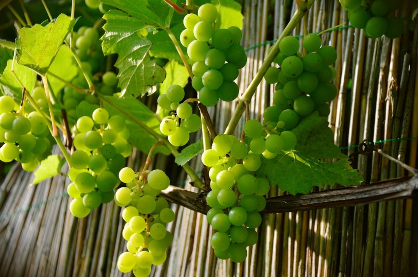 Зеленый виноград свойства и противопоказания thumbnail
