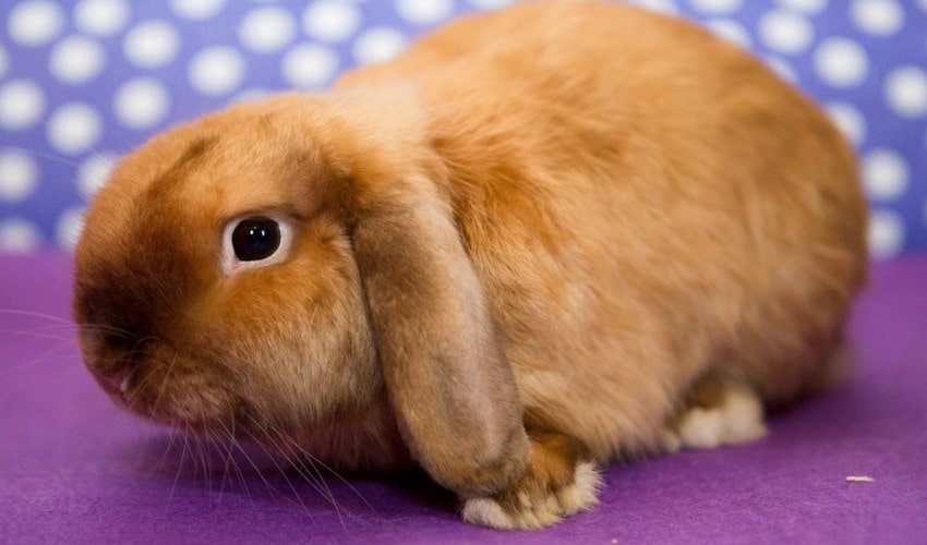 Голландский вислоухий