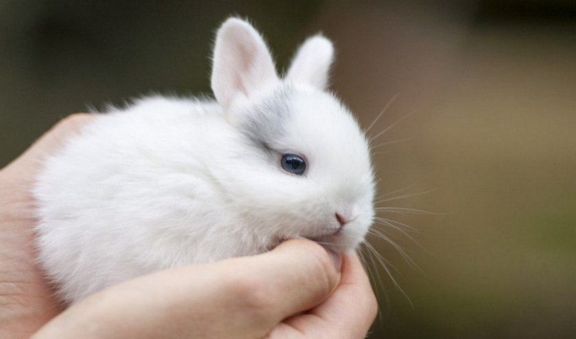 Как правильно выбрать породу декоративного кролика?