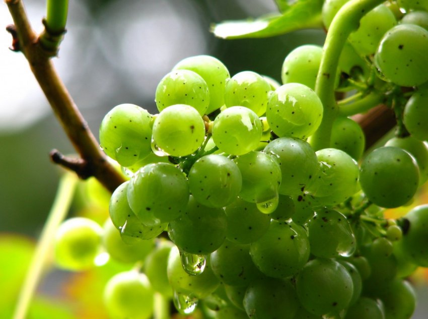 Зеленый виноград польза или вред thumbnail