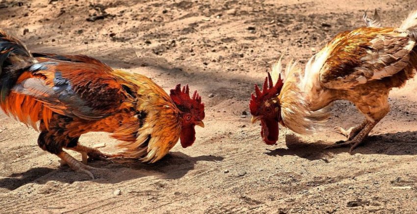 Півнячі бої Півнячі бої