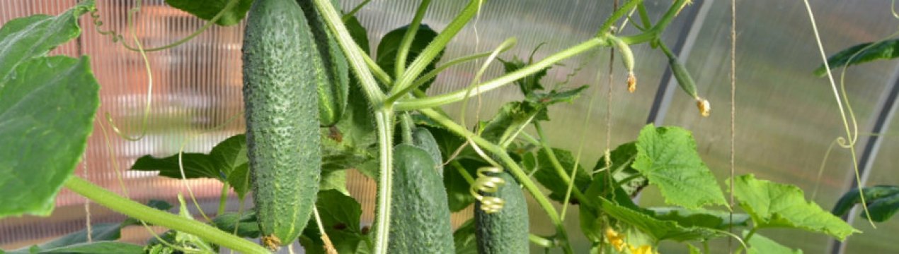 Жовтіють зав'язі огірків в теплиці: причини і що при цьому робити