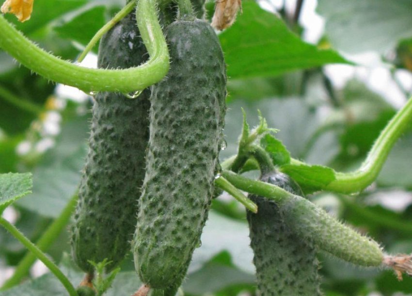 Пасалимо f1 Пасалимо f1