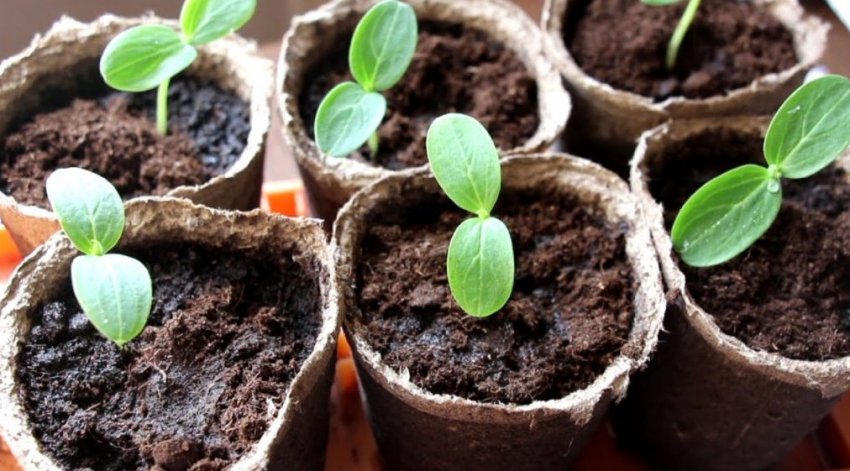 Розсада огірків Розсада огірків