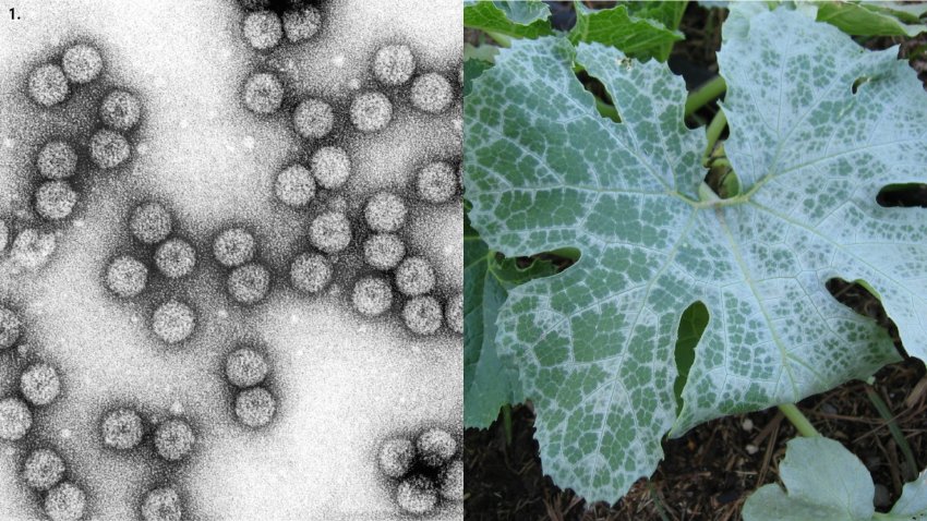 Cucumber Mosaic Virus