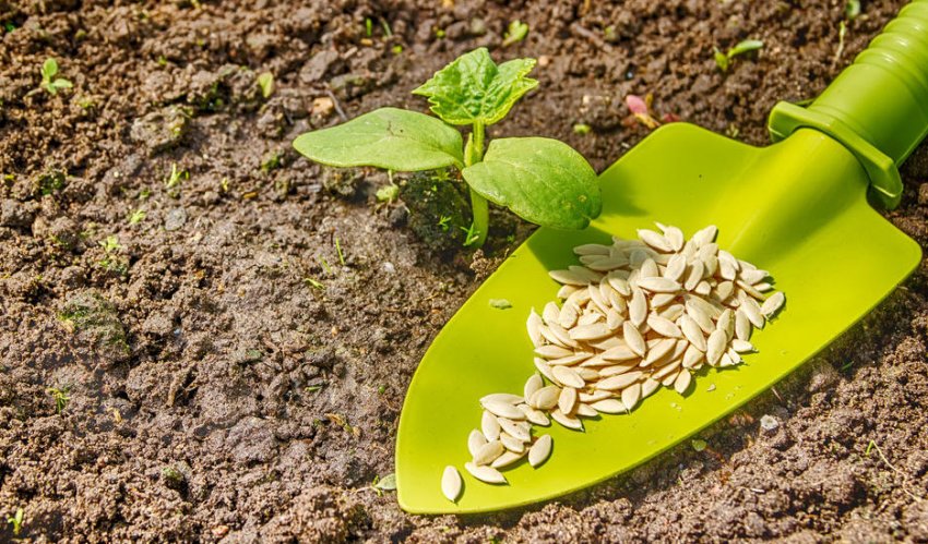 Посадка насіння Посадка насіння