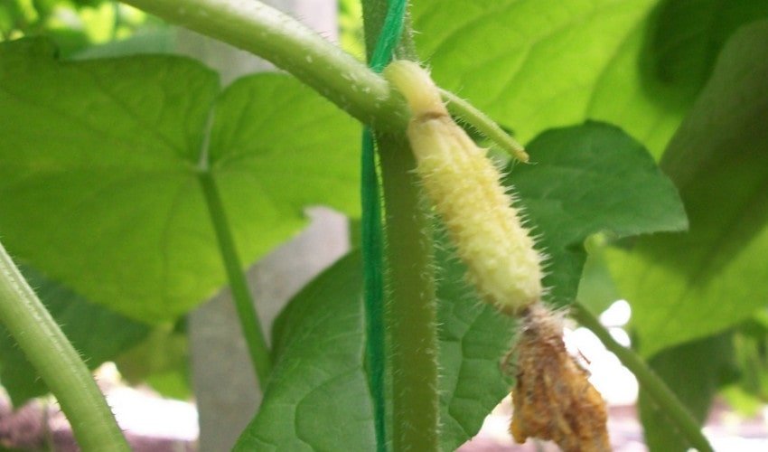 Жовтіють зав'язі огірків Жовтіють зав'язі огірків