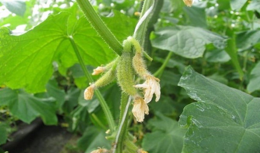 Жовтіють зав'язі огірків Жовтіють зав'язі огірків