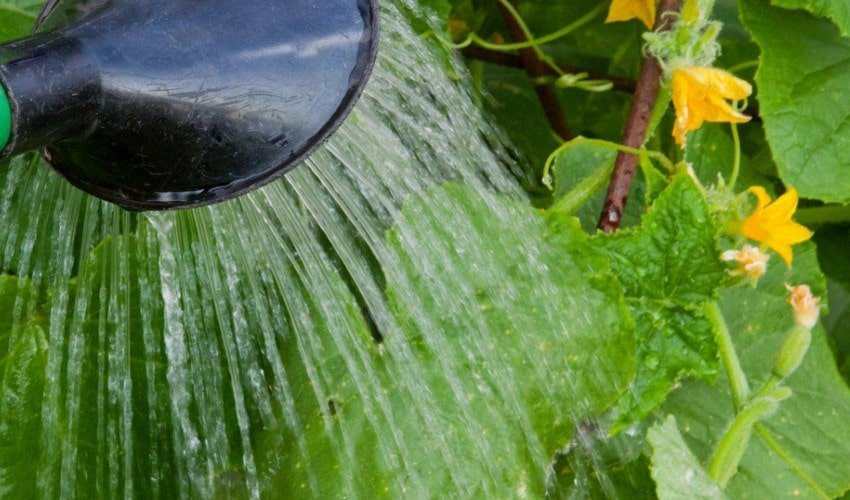 Полив Полив