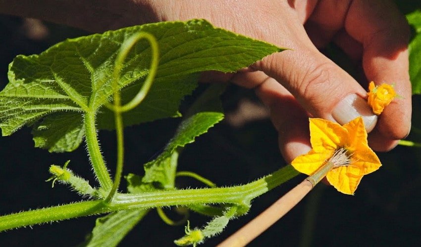 Запилення Запилення