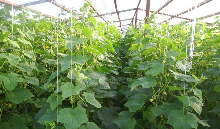 Вирощування огірків у теплиці Вирощування огірків у теплиці