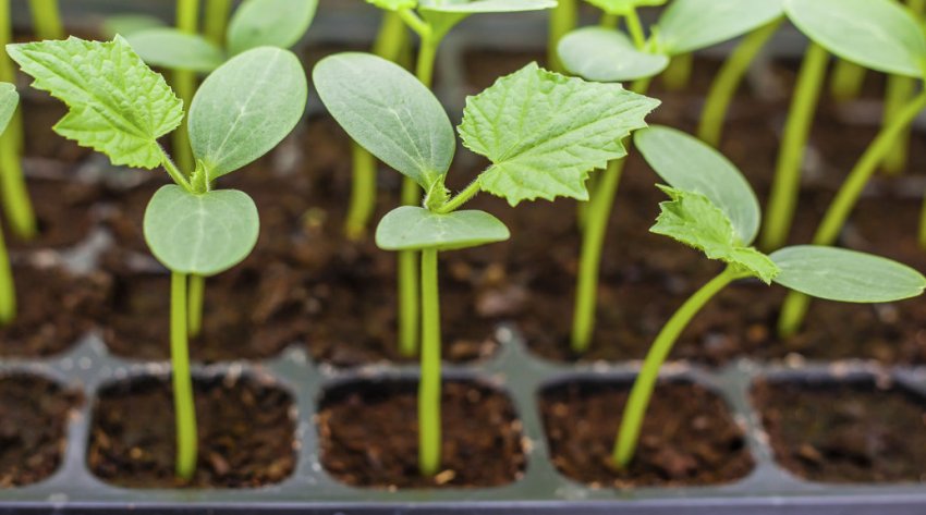 Догляд за розсадою Догляд за розсадою