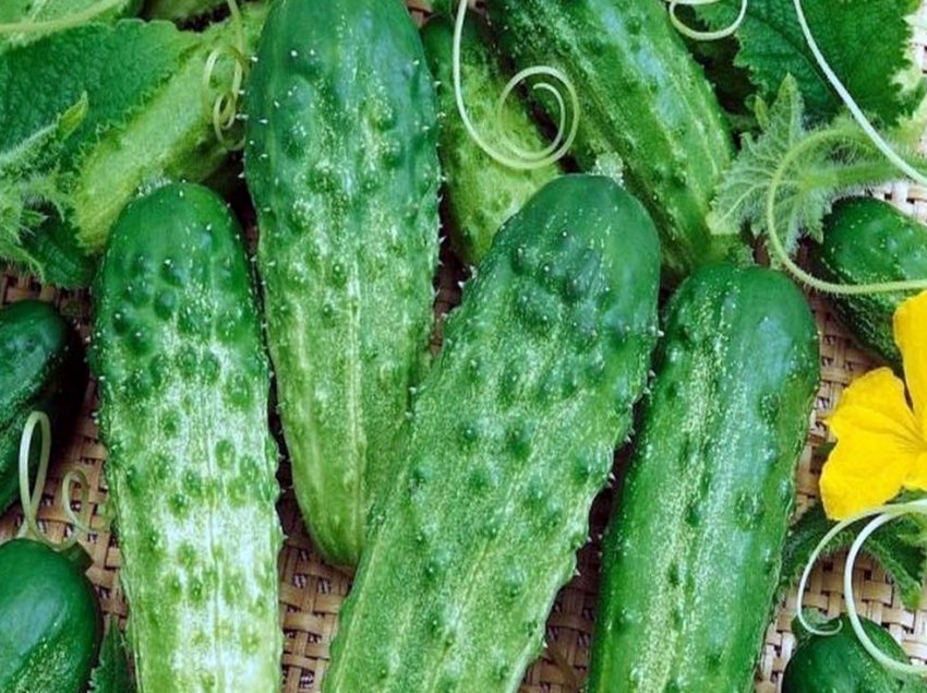 Засолювальний