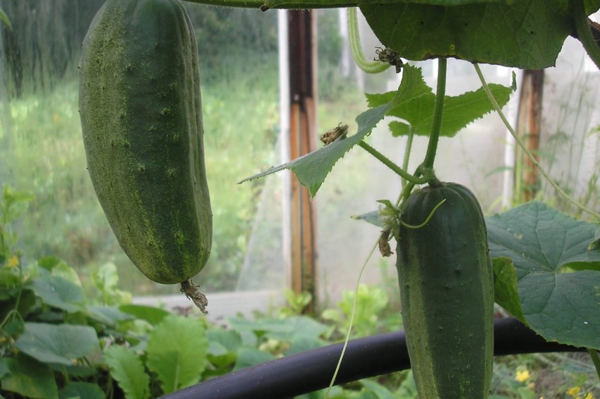 Паризький корнішон