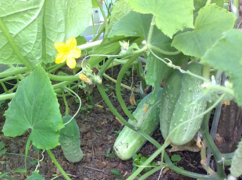 зелена хвиля