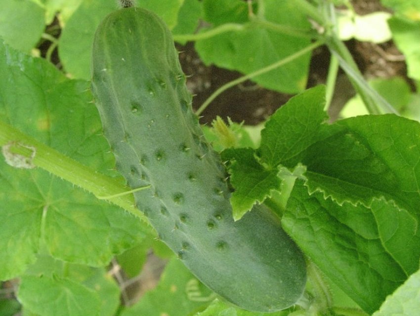 Переможець