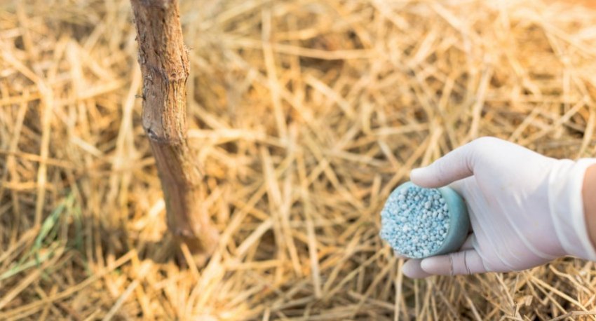 Підживлення винограду Підживлення винограду