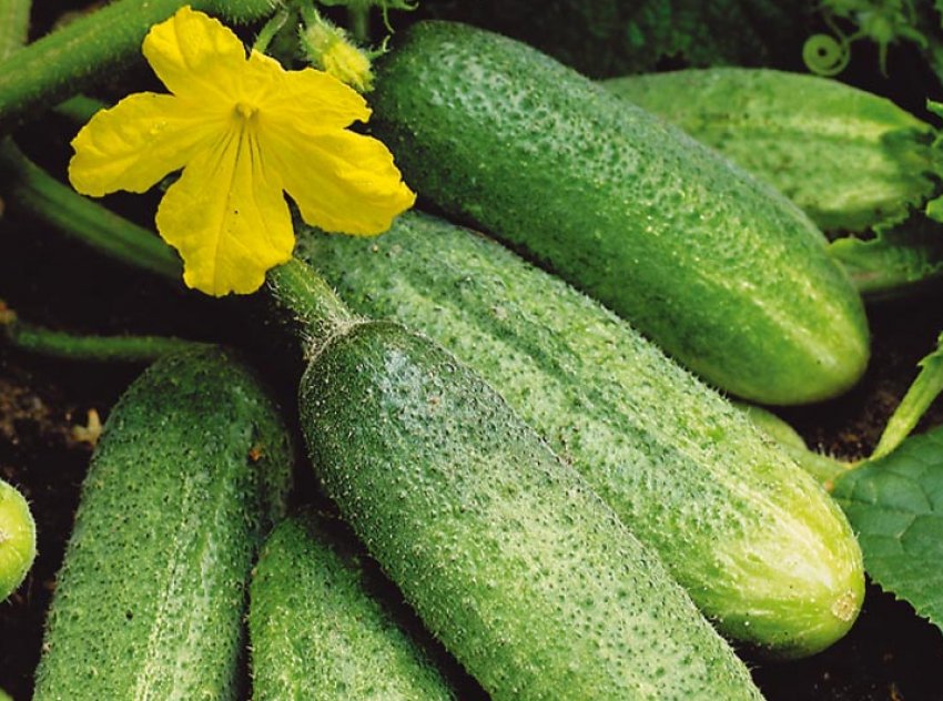 Витончений