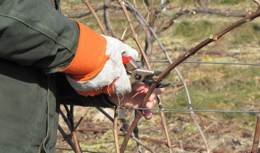 Обрізка винограду Обрізка винограду