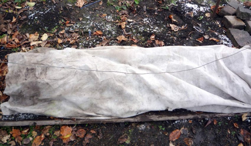 Укриття винограду Укриття винограду