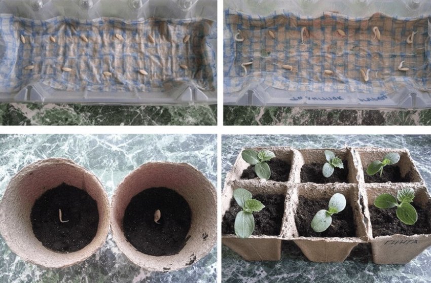 Посадка огірків на розсаду Посадка огірків на розсаду