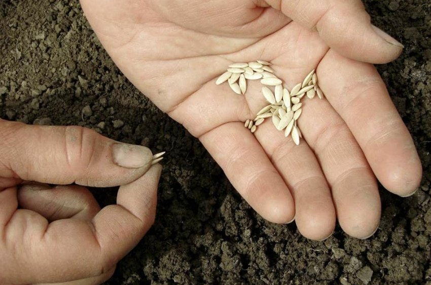 Посів насіння в грунт Посів насіння в грунт