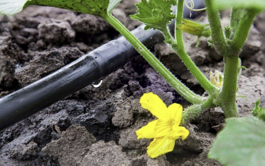 Полив огірків Полив огірків