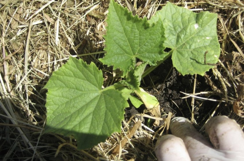 Мульчування грунту Мульчування грунту