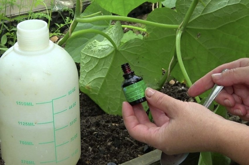 Підживлення Підживлення