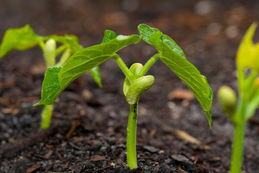 Догляд за посадженої квасолею