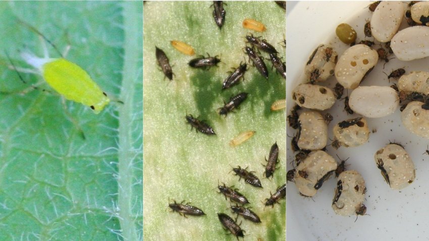 Попелиця трипси і квасолева зернівка