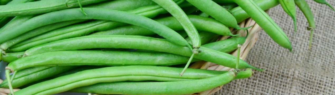 Як виростити квасоля в домашніх умовах?