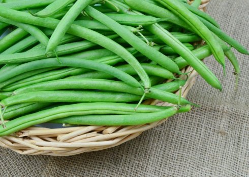  Як виростити квасоля в домашніх умовах?